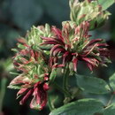 Rosa Chinensis